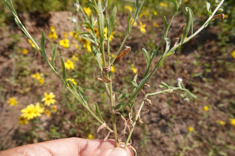 Heliomeris multiflora var. multiflora, C. Davidson 13890--ID. Fremont Co. Fish Creek Rd. Stop 1. DSC08722 (26).JPG