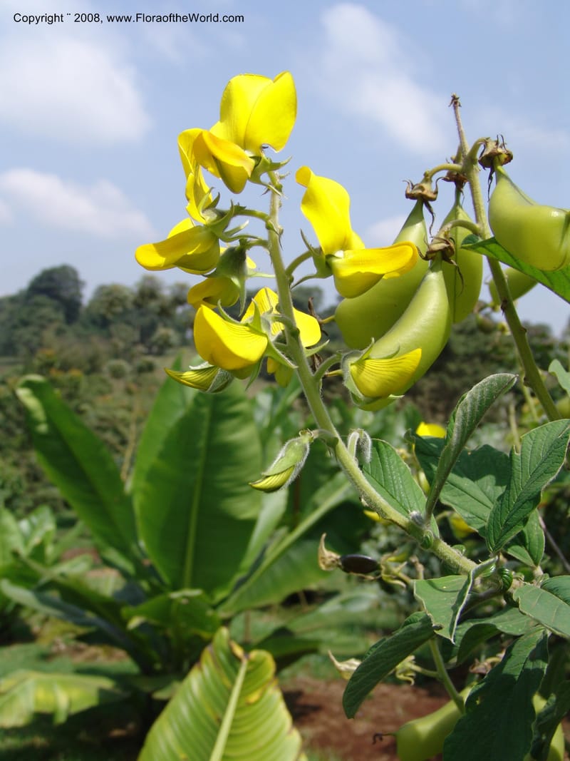 Crotalaria spectabilis--Kenya. Limuru.  Brackenhurst Bot. Gard. 12 Jul 04. 020.jpg