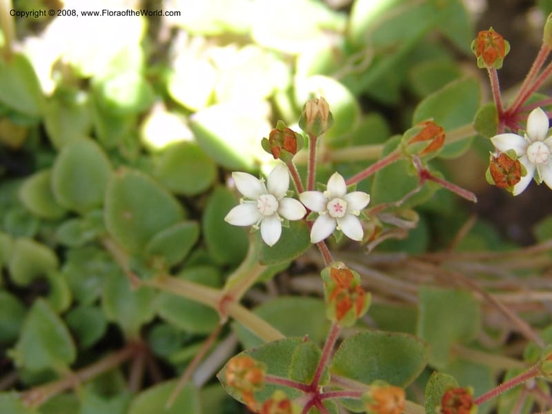 Crassula brachypetala--So.Africa. E. Cape. R58 SE of Barkly East.10 Mch 05. 235.jpg