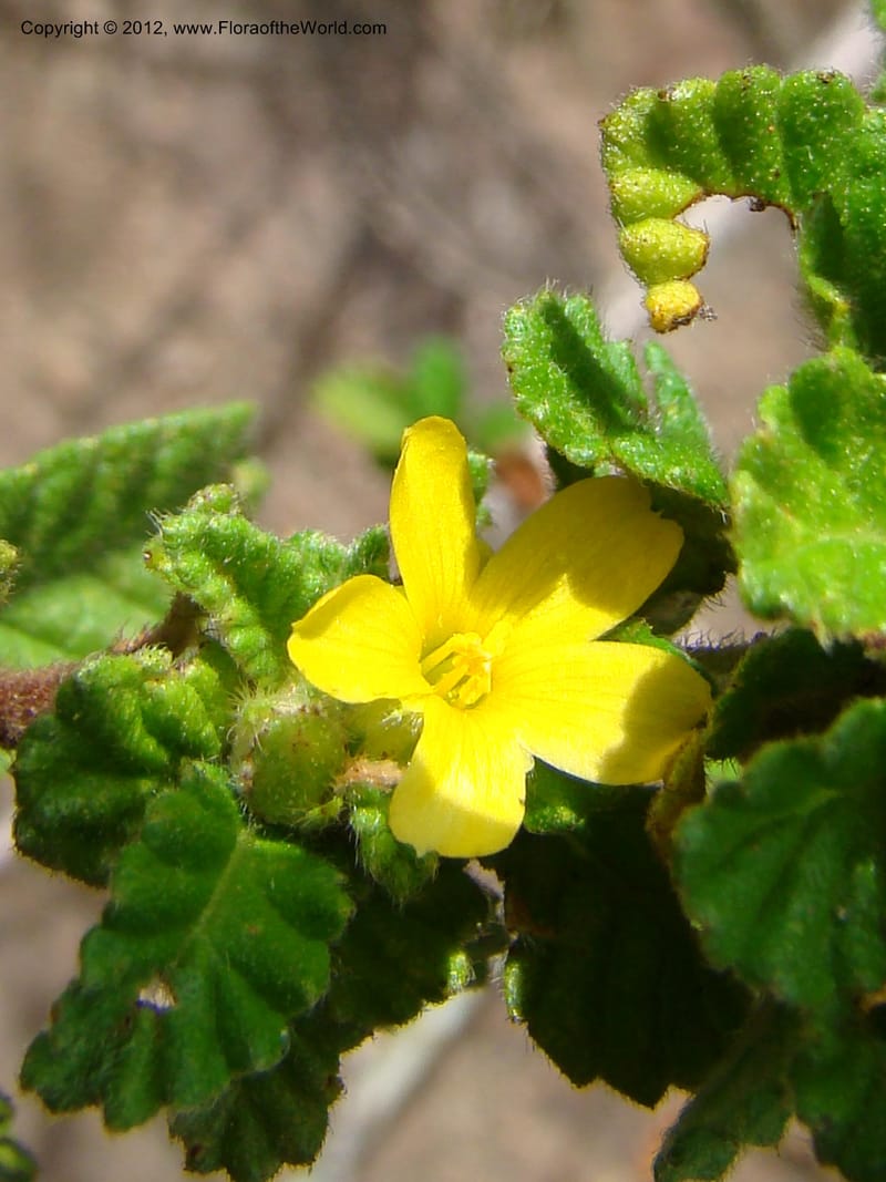 Turnera, N. Martinez M. 2432--MX. Chiapas. Jiquipilas. Cerro el Campanario. 14 Sep 08. 126 (7).jpg