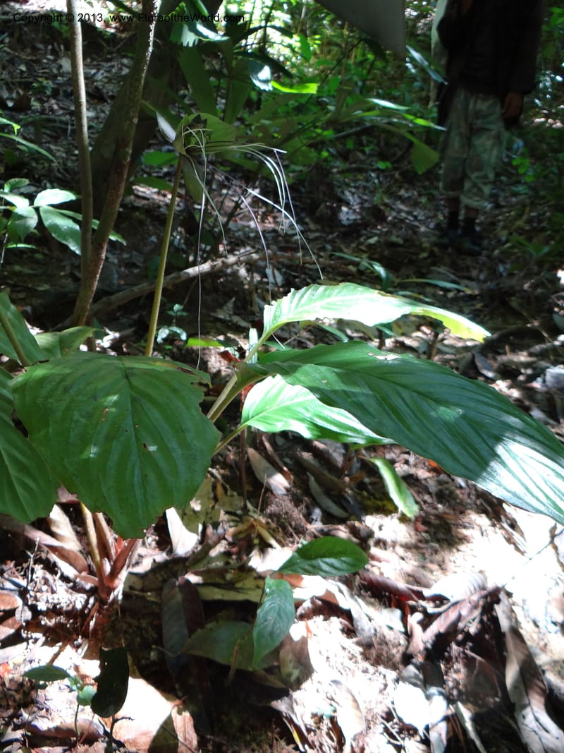 Tacca, VC 5596--Thailand. Ranong Prov. Klong Naka Wildlife Sanctuary. 14 Nov 2012. DSC09055 (149).JPG