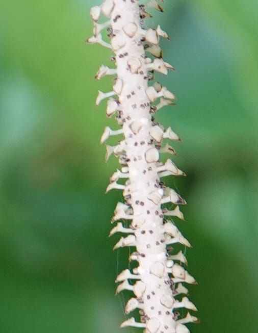 Piper bonii, D. Boufford 44107--China. Yunnan. Lao jun Shan. 30 Apr 2018. DSC00424 (405).JPG