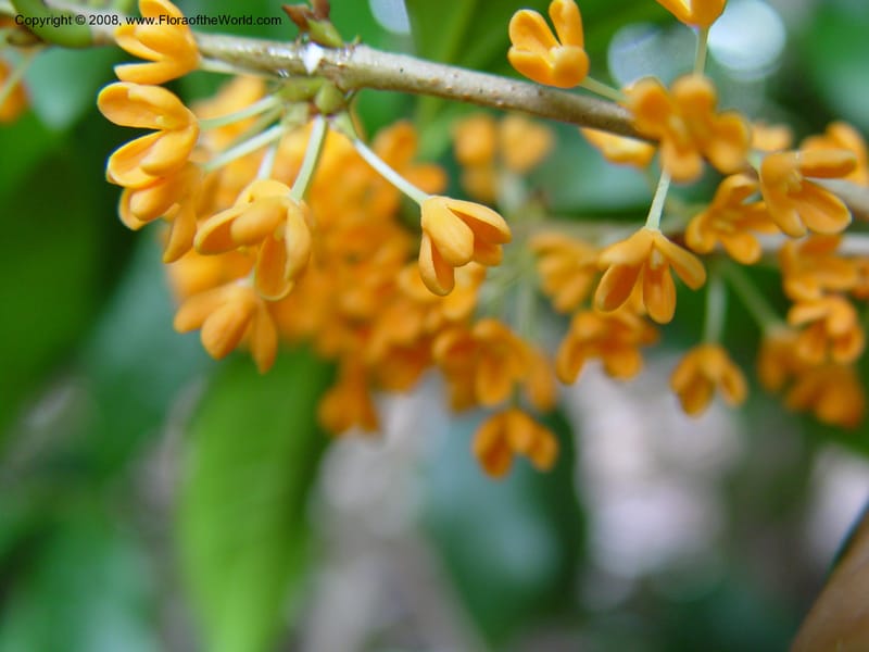 Osmanthus fragrans--NC. Sarah P. Duke Garden, Durham. 11 Oct 03. 058.jpg