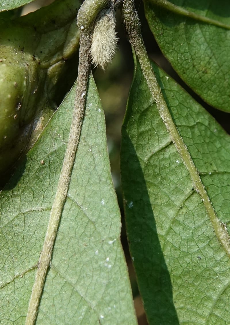 Magnolia stellata--Japan. Gifu Pref. Iwayadou. Sentan-lin, Nakatsugawa City. 8 Aug 2016. DSC01692 (12).JPG