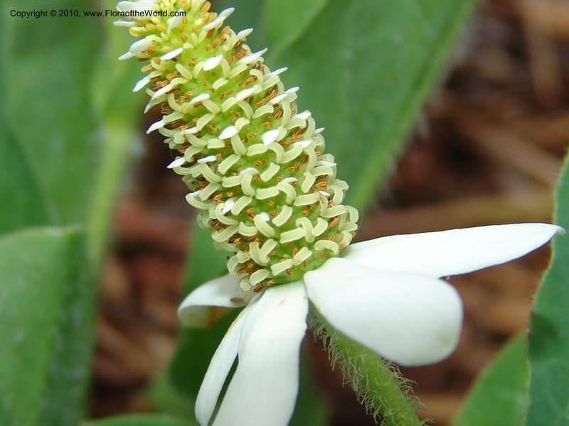 Anemopsis californica--CA. McConnell Arboretum, Redding. 4 Jun 07. 278.jpg