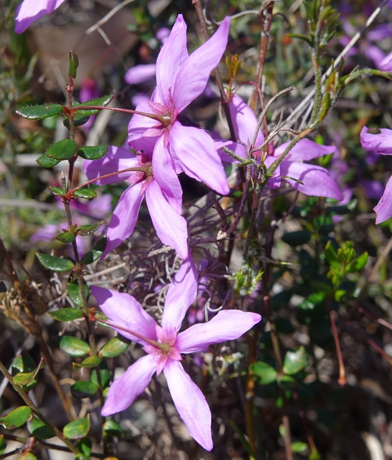 Tetratheca hirsuta subsp. viminea, Davidson, C 13375--Australia. W.A. Koondoola Bushland. 22 Oct 2016. DSC03457 (166).JPG
