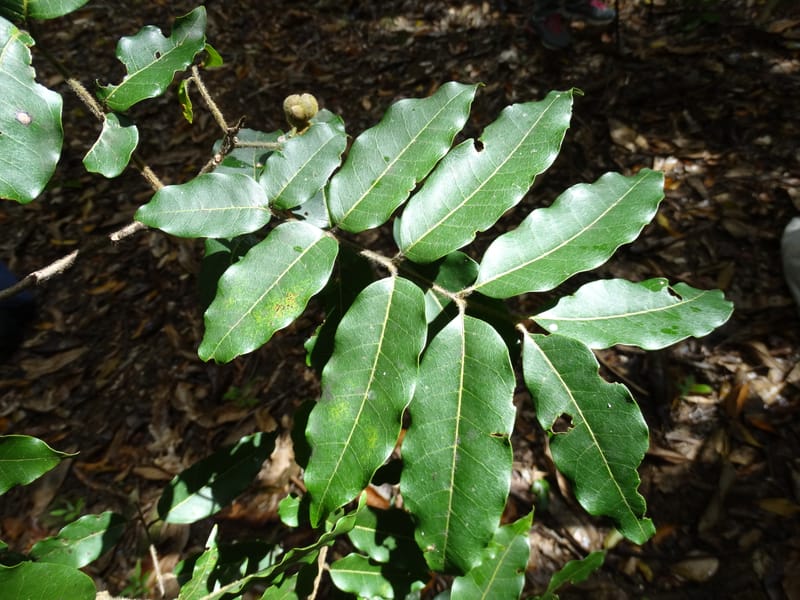 Alectryon hirsutus, Munzinger, J 7422--New Caledonia. Foret du Koghi. 13 Nov 2015. DSC02196 (71).JPG
