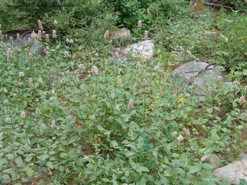 Agastache urticifolia, CDavidson11110--ID. Adams Co. For. Serv. Rd. 453, to Goose Lk. 20 Jul 07. 078.jpg