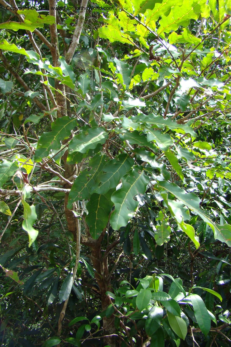 Cupaniopsis, M. Callmander 777--New Caledonia. Upper Tene River Valley. 19 Jan 2010. 504 (51).jpg
