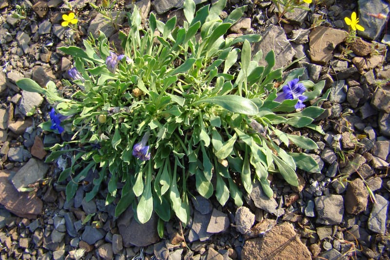 Aptosimum indivisum, C. Davidson 11551--South Africa. Northern Cape. Toward Gannabos. 25 Aug 09. 010.jpg