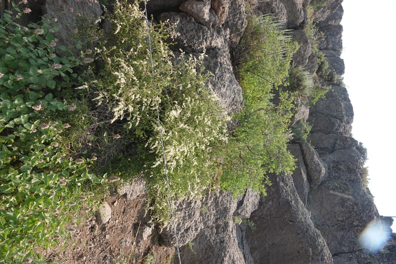 Holodiscus microphyllus, Davidson 14194--OR. Harney Co. Steens Mtn. July 2021. DSC09986 (449).JPG