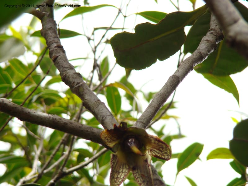 Strasburgeria robusta, Munzinger, J 4877--New Caledonia,  Dzumac, 20 Nov 2007, 28 (18).jpg