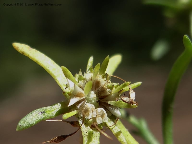 Valeriana, WDS 34165--Chile. P.N. Sieta Tazas. 21 Feb 2013. DSC02254 (68).JPG