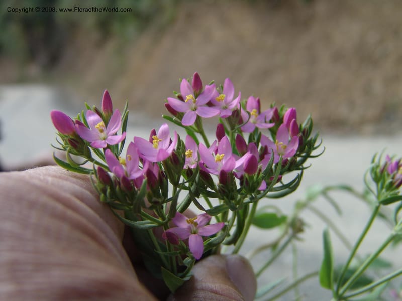 Centaurium, Croat93261--Ecuador. Prov. Pichincha. Old hwy Quito to Sto. Domingo. 12 Aug 04. 175.jpg