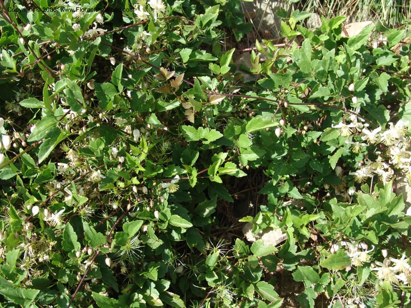 Clematis brachiata--So.Africa. E. Cape. R58 SE of Lady Grey. 10 Mch 05. 062.jpg