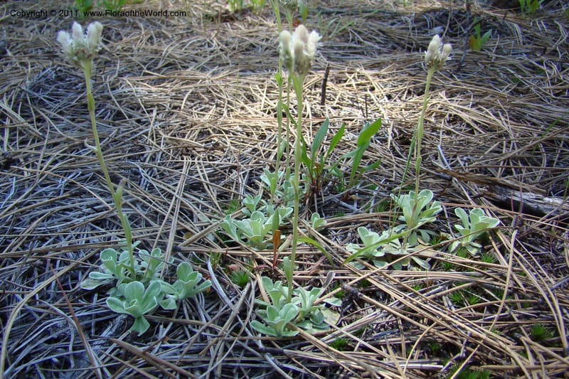 Antennaria rosea, C. Davidson 11398--Idaho. Idaho Co. Salmon River. Shepp Ranch. 28 May 2009. 048.jpg
