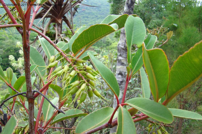 Cunonia macrophylla, not coll.--New Caledonia. Mont Koghis. 18 Jan 2010. 002 (6).jpg