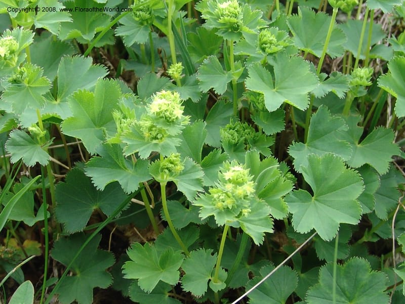 Alchemilla--Georgia. Kazbeki . Trail-road to Sameba Church. 2 Jun 05. 416.jpg