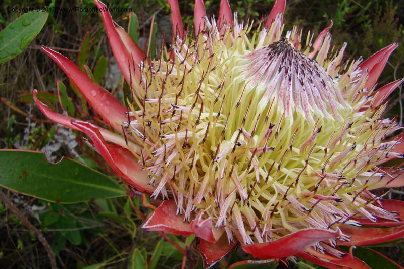 Protea cynaroides, C. Davidson 11499--South Africa. Marloth Nat. Res. Langeberg Mts. 22 Aug 09. 139 (5).jpg
