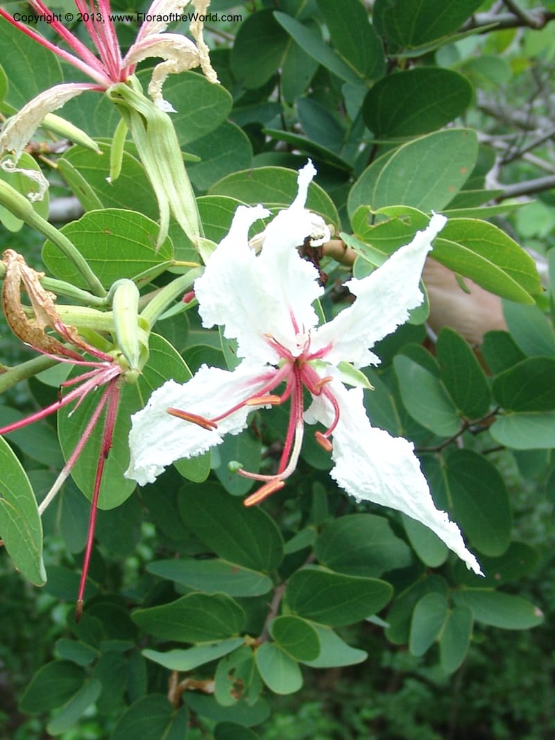 Bauhinia petersiana ssp macrantha--So.Africa. Lowveld Nat. Bot. Gard. 2. 14 Mch 05. 137.jpg