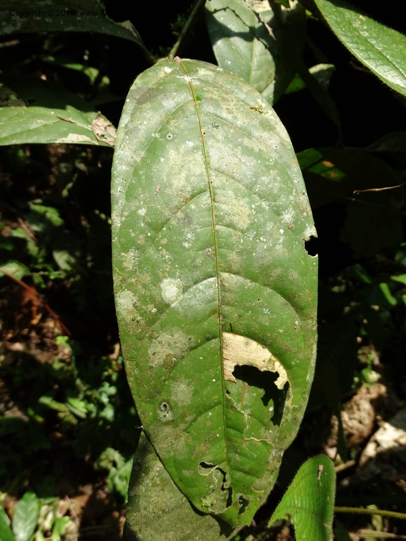 Lepisanthes, Buerki, S 348--Sabah. Danum Valley. 4 Oct 2014. DSC01741 (154).JPG