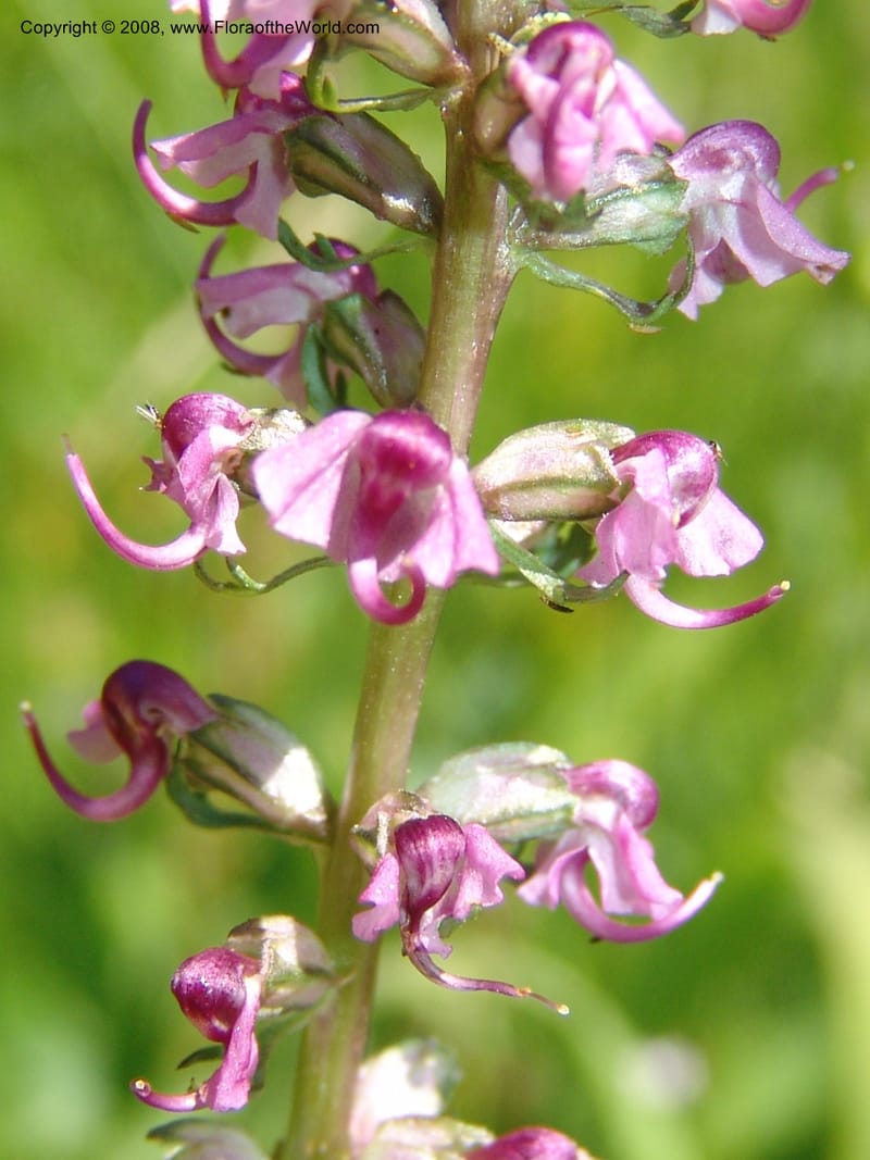 Pedicularis groenlandica--ID. Valley Co. Payette Lake. Sylvan Beach reservoir. 24 Jul 05. 158.jpg