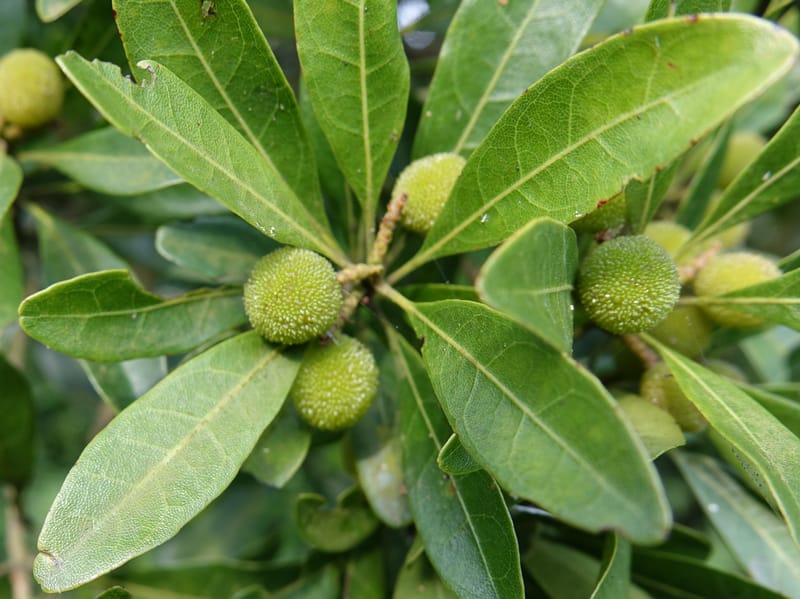 Myrica rubra, Chung Kuo-Fang 3343--Taiwan. YangMing Shan Nat. Park. 18 May 2016. DSC02685 (200).JPG