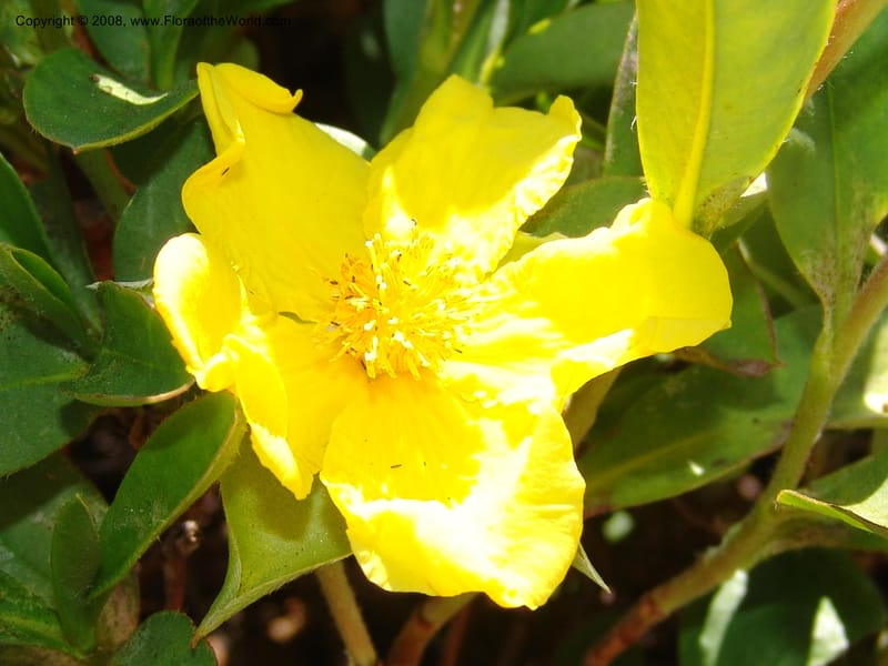 Hibbertia scandens, 77.74--CA. UC Santa Cruz Arboretum.  1 Jul 06. 139.jpg