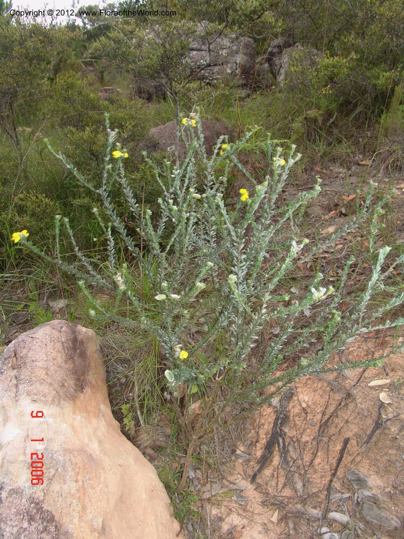 Crotalaria sp. unk., Not  collected-Madagascar. 9 Jan 2006  066 (9).jpg