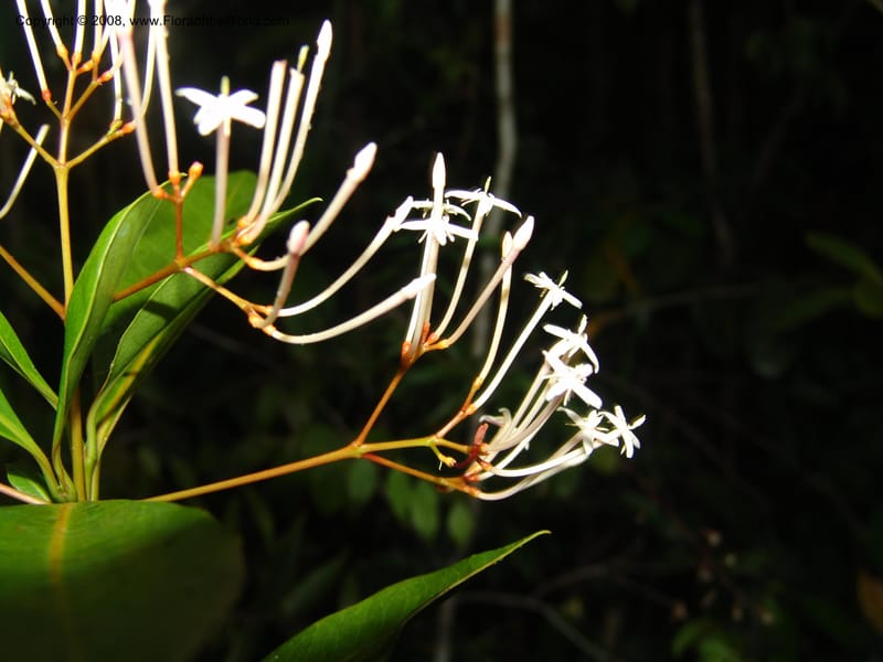 Ixora, ZRogers899--Madagascar. Prov. Toliar. Mandena Centr. Res Ecol. 19 Jan 06. 279.jpg