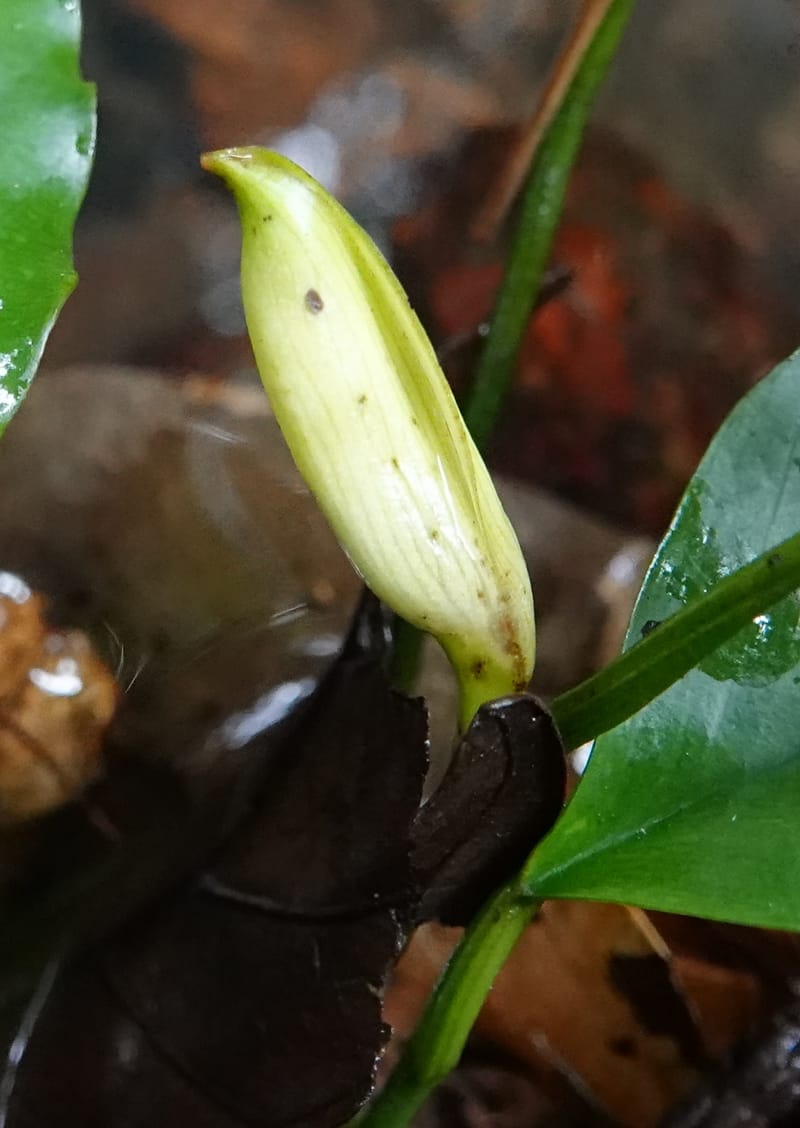Anubias, C. Davidson 13942--Gabon. Maurel & Prom Oil Rd. 2 Nov. 2018. DSC01376 (43).JPG