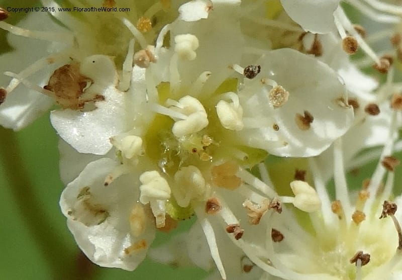 Sorbus aucuparia, Davidson, C 12484--Georgia (Caucasus). Koslitavi, branch of Merisi Gorge. 11 Jun 2014. DSC08456 (260).JPG