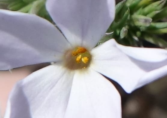 Phlox hoodii, C. Davidson 13543--ID. Blaine Co. Rock Creek Preserve. TNC. 13 May 2017. DSC00171 (61).JPG