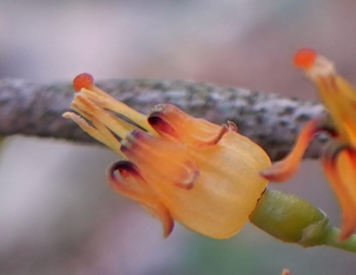 Macrosolen cochinchinensis, D. Boufford 44099--China. Yunnan. Lao jun Shan. 30 Apr 2018. DSC00424 (646).JPG