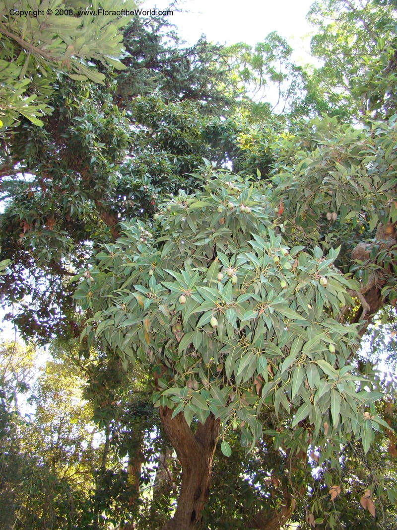 Corymbia ficifolia--Australia. Royal Botanic Garden, Melbourne. 19-20 Mch 08. 002.jpg