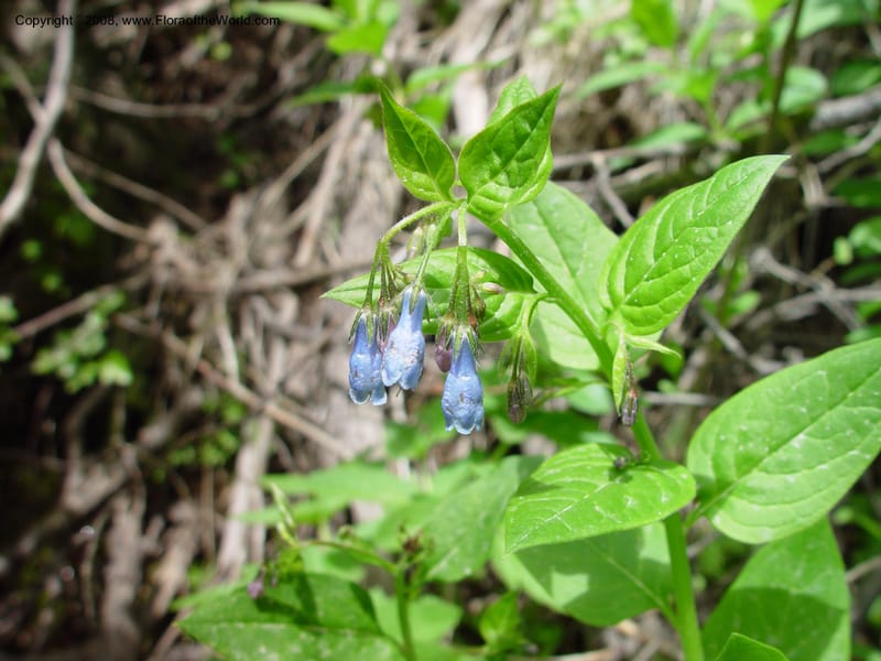 Mertensia paniculata--ID. Idaho Co. Ca. 30 mi N of McCall. 12 Jun 03. 068.jpg