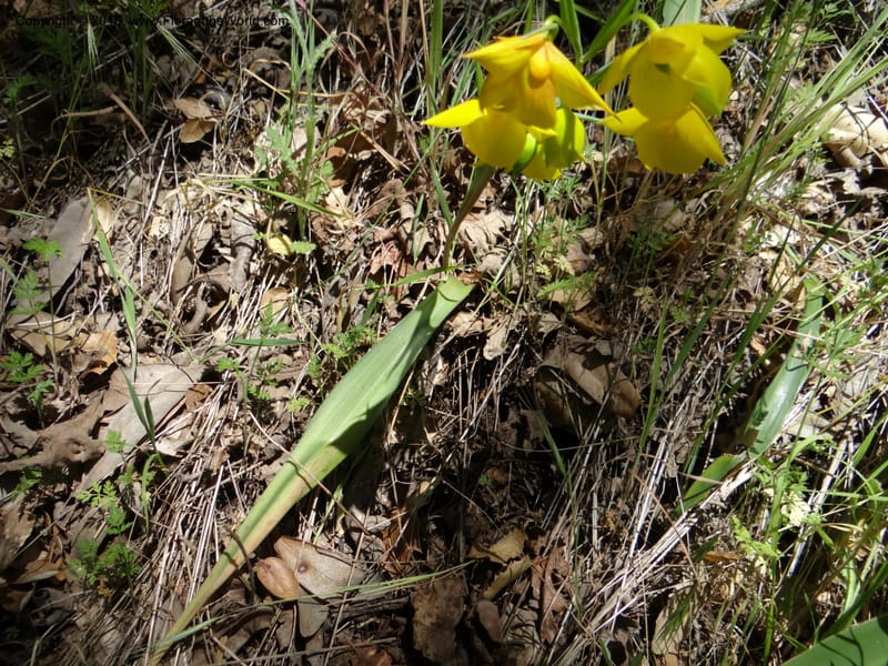 Calochortus amabilis, Davidson, C 12123--Calif. Napa Co. Hwy 128. 16 Apr 2013. DSC03072 (29).JPG