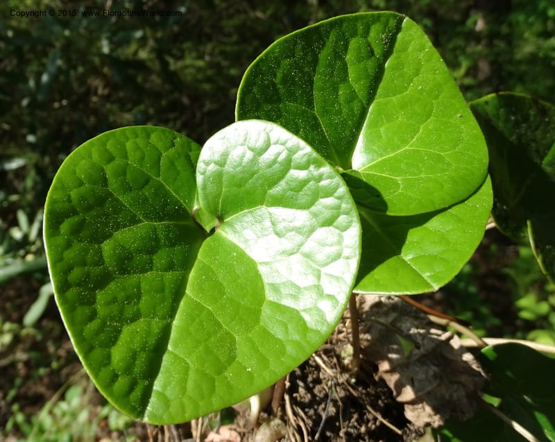 Asarum shuttleworthii, Davidson, C 12948--North Carolina. Trans. Co. W Cradle of For. 11 May 2015. DSC03837 (18).JPG