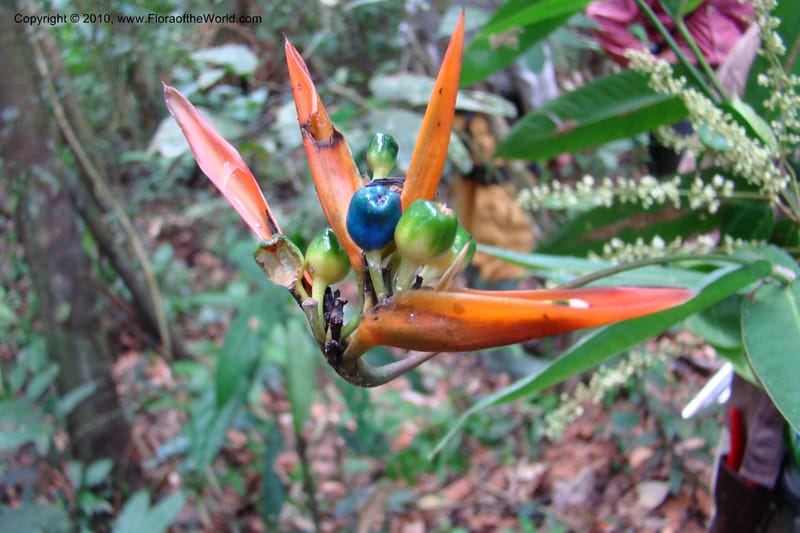 Heliconia, R. Vasquez 34662--Peru. Loreto. Dist. Nauta. Pac. Samiria. Rio Yanayacu. 7 Nov 08. 169 (1).jpg