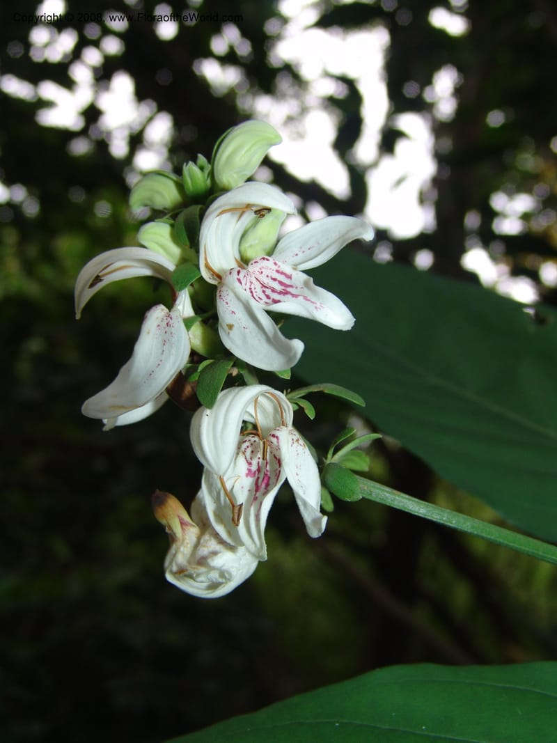 Justicia adhatodoides--So. Africa. Lowveld Nat. Bot. Gard. 14 Mch 05. 082.jpg