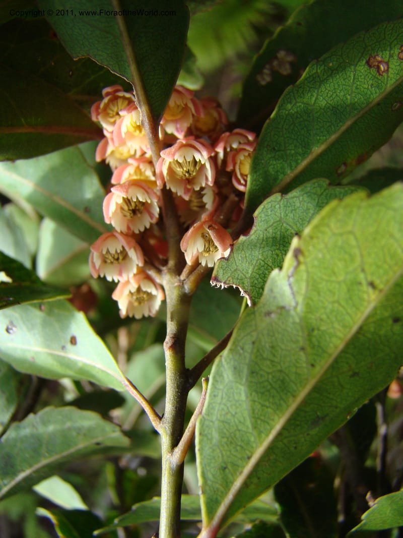 Elaeocarpus, Munzinger, J 4750--New Caledonia, Prov N, Mt. Mandjelia,  13 Nov 2007 201 (2).jpg