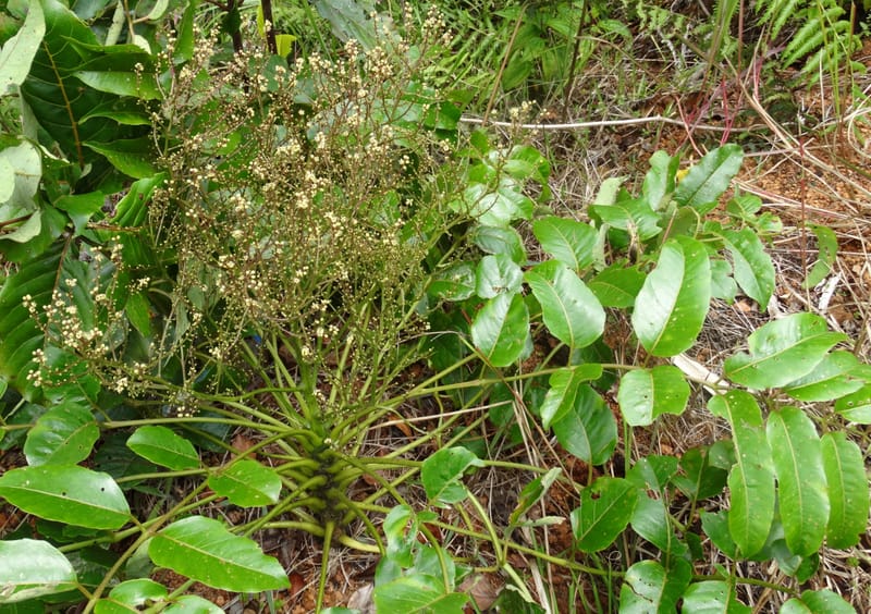 Polyscias joskei, Plunkett, G 3180--Fiji. Delaikoro Mtn. 3 Nov 2015. DSC08393 (298).JPG