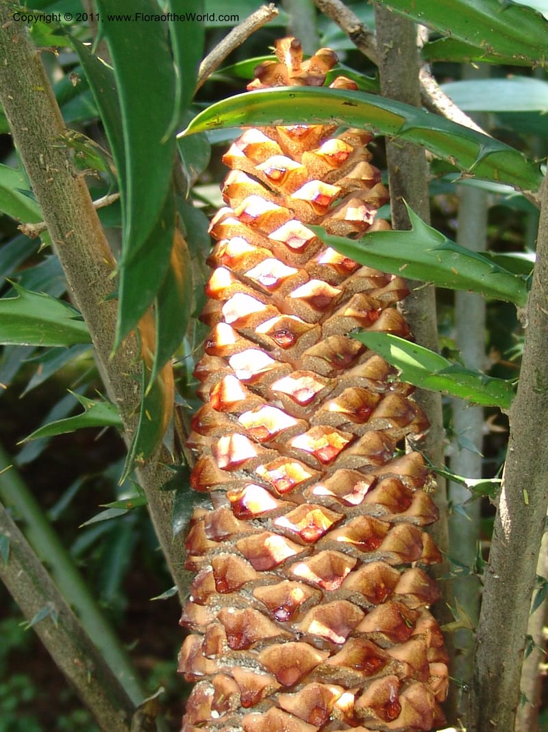 Encephalartos gratus--So.Africa. Lowveld Nat. Bot. Gard. 14 Mch 05. 345.jpg