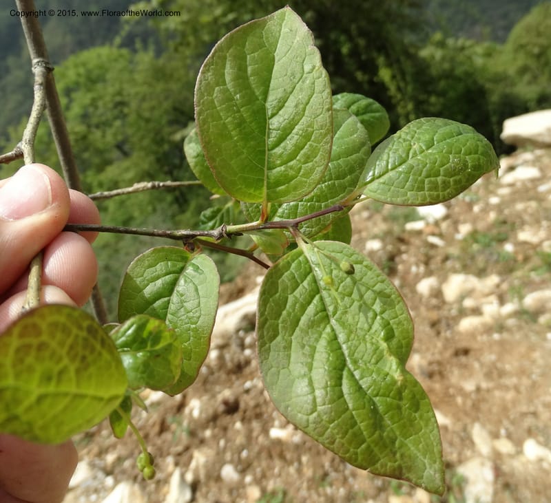 Sabia, Boufford, D 43677--China. Sichuan. GuoBaYan, HanBaiYu Shan. 12 May 2014. DSC05373 (92).JPG