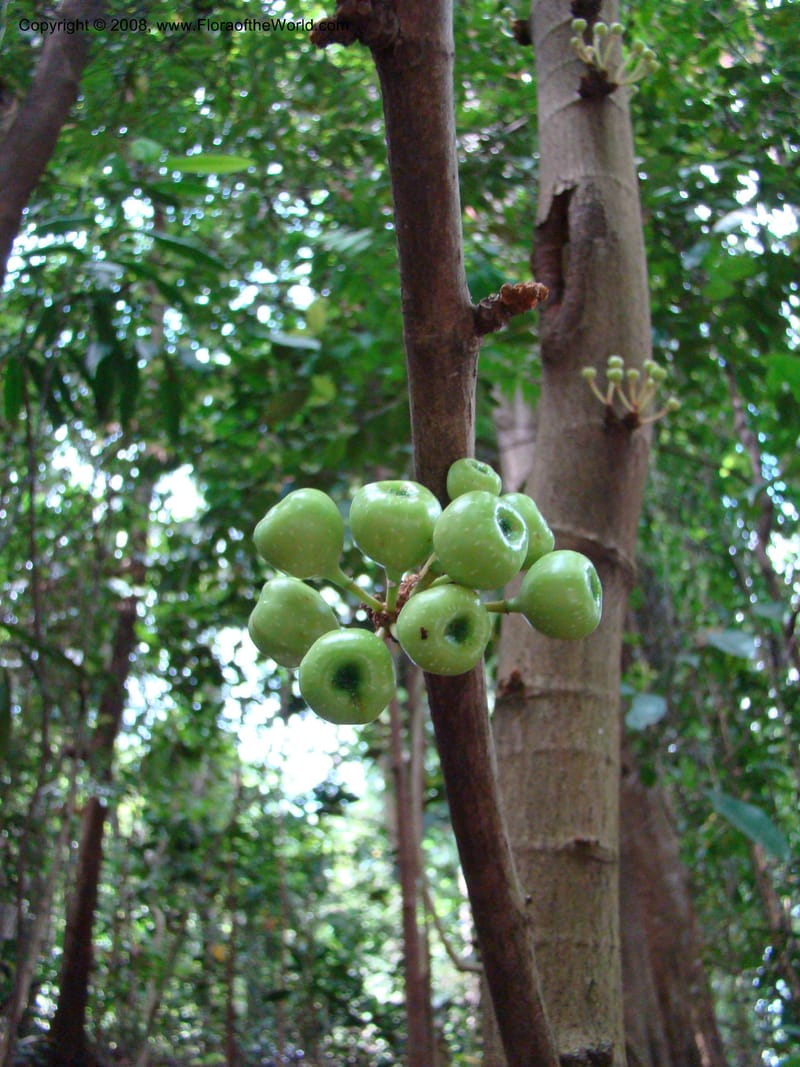 Ficus--Singapore. Bukit Timah Reserve. 8 Mch 08. 035.jpg