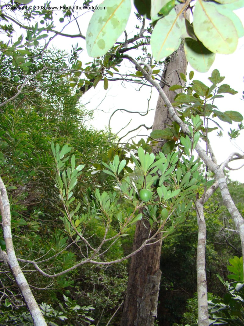 Pittosporum, CGemmill609--N.Caled. RT 1, Avangui For., Hervrouet Cr. 12 Nov 07. 001.jpg