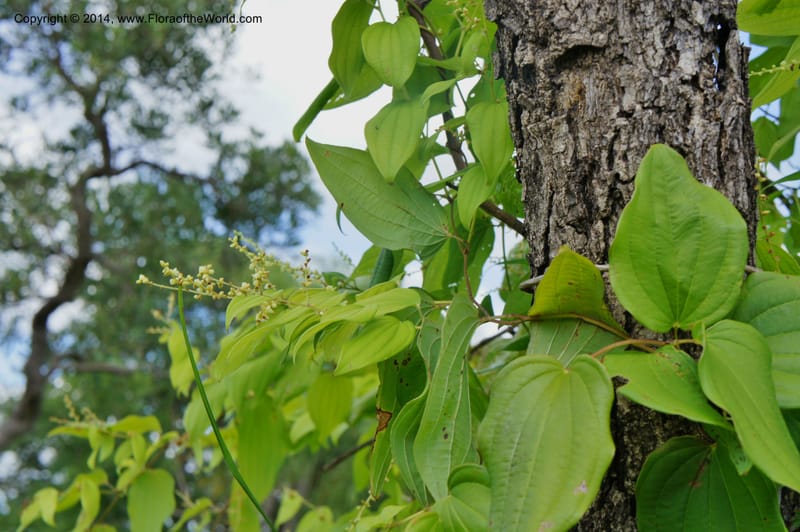 Dioscorea, Stevens,  W. D 31168, Garay Cue, 19 Mar 2011 4554 (5).JPG