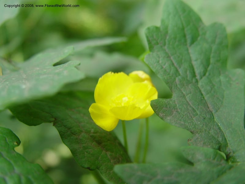 Stylophorum diphyllum--DE. Mt. Cuba Center. 24 Jun 03. 016.jpg