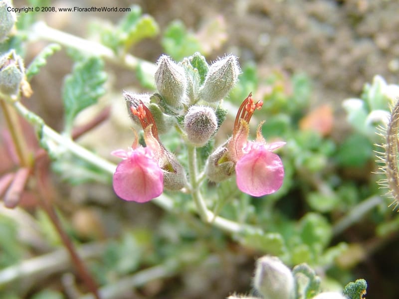 Teucrium divaricatum--Crete. Ep. Kisamos. Sirikari Gorge. 25 May 05. 249.jpg