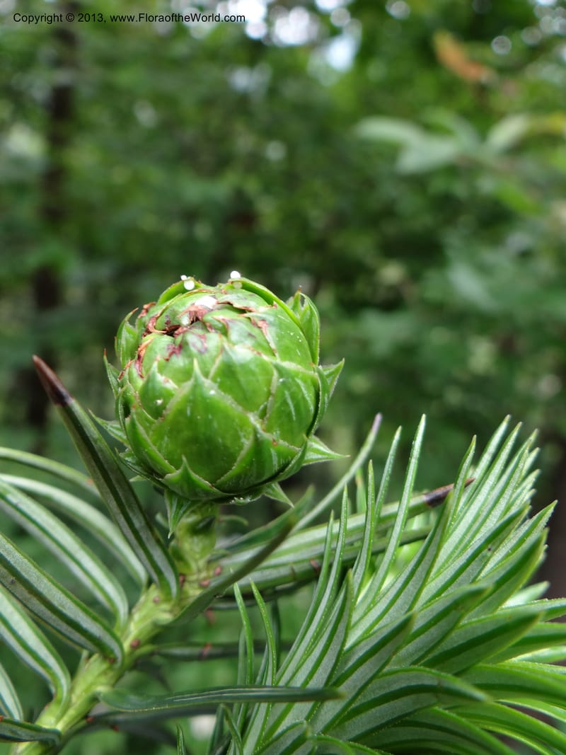 Cunninghamia lanceolata, Davidson, C 11976--China. Zhejiang Prov. Tian Mu Shan. 1 Jun 2012. DSC01264 (150).JPG